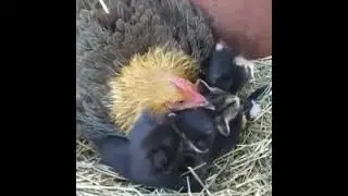 not my kids  chicken cheating