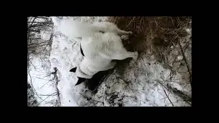 Потомки
