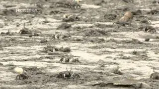 fiddler crab