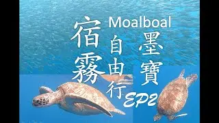 宿霧自由行EP2 |Philippine Moalboal Sea Turtle & Sardine | 菲律賓墨寶海龜沙丁魚風暴|Cebu Travel |필리핀 모알 보알|フィリピンモアルボアル