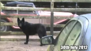 Nero | Black German Shepherd Dog |
