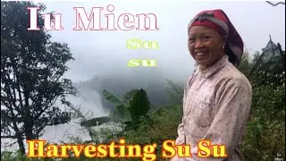 Iu Mien thu hoạch su su ( iu Mien harvest su su) // iu Mien.vn