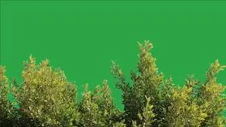 Tree green screen video, Green screen tree, tree green screen effect kinemaster, P-45