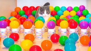 What Can't Cats Walk On? #16