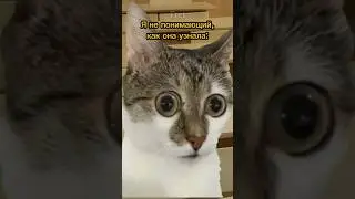 Балтика ограбила собаку😱 Пародия на @Danya_rodnoy 