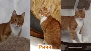 Риччи