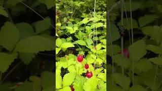 Угадайте, как называется эта ягода?