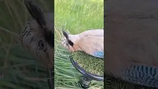 Обзор СОЙКА 🤘🤘🤘