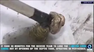 ЗМЕЯ В УНИТАЗЕ! ТАИЛАНД!