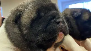 АМЕРИКАНСКАЯ АКИТА/СОБАКИ ЧЕМПИОНЫ/ПРОДАЖА ЩЕНКОВ