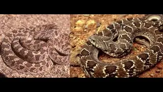 Rhombic Night Adder vs Rhombic Egg Eater: What's The Difference?