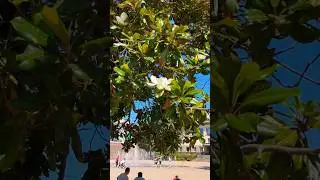 Вечнозеленая #магнолия в Сочи