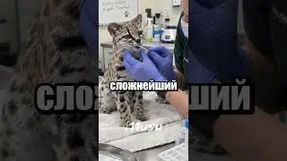 Ученые открыли новый вид кошек! 🐱