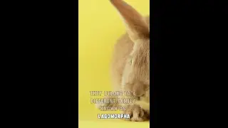 Are Rabbits Good Pets? 🐰 | Discover Why Rabbits Could Be Your Perfect Companion!