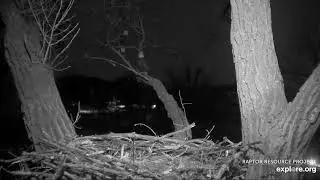 Decorah Eagles 2-7-20, 10 pm Great Horned Owl & Eagle Conversations