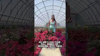 Trim your petunias!