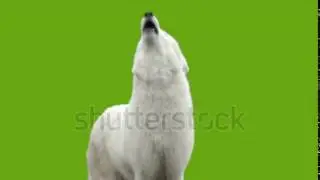 White Wolf Howls   Green Screen Stock Footage Video 5042078   Shutterstock