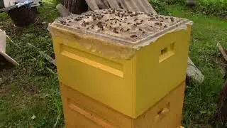 Появление на пасеке после болезни  Ставлю магазины, проверяю семьи