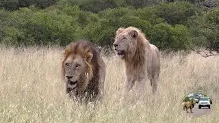 Casper The White Lion And Brothers Return To The Satara Lion Pride