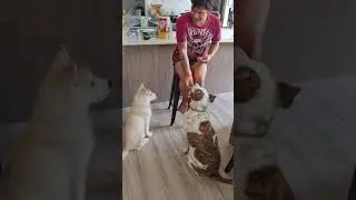 Today's Lesson Part 2: Addition with Charlie, our Husky