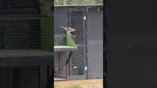 Such A Beautiful Bird