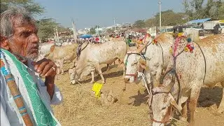 పెబ్బేరు సంతలో తూర్పు జాతి సేద్యపు ఎద్దుల రేటు | Turpu Bulls prices in Pebbair ‎| Oxen @purnafarms 