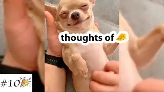 Funny Videos with ❤️Chihuahua🐶 | Cute Dogs Compilation | 10 minutes of laugh