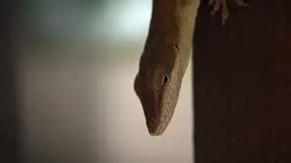 Contax Zeiss 35-70mm Macro Test - Green Anole Lizzard - Sony A7S III