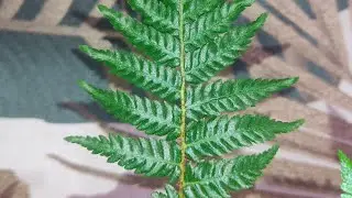 My new ferns 🌿🌿🌿 Summer 2023