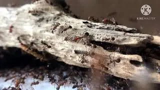 Camponotus nicobarensis/Рыжий реактивный муравей