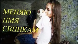 СМЕНИЛА ИМЕНА МОРСКИМ СВИНКАМ!