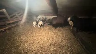 Диарея у родившихся ягнят