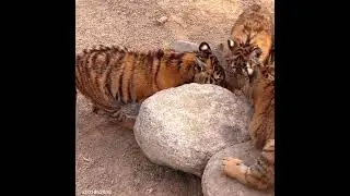 Tiger zoomies are the best zoomies#animal #tiger #trending #tiktok#video #shortsvideo #shorts #lion