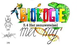 1HVG - 5.4 Het zenuwstelsel