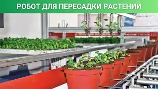 Робот для пересадки растений / Роботизированные пересадочные машины Urbinati