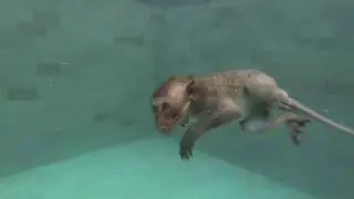 Donkey kong country in real life