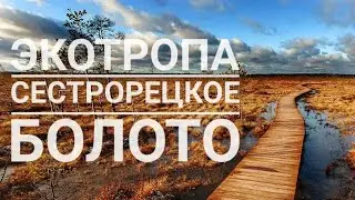 Экотропа Сестрорецкое болото | Прогулки по Ленобласти