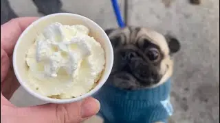 Pug Gets a Starbucks Puppuccino!