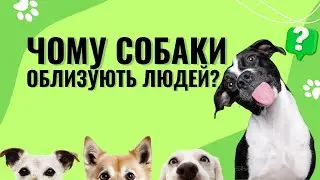 СОБАКА ОБЛИЗУЄ ГОСПОДАРЯ — ЧОМУ СОБАКИ ОБЛИЗУЮТЬ ЛЮДЕЙ?