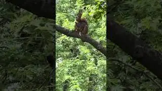 This squirrel is making so much noise for this cat to see him