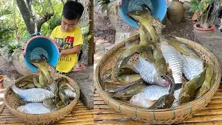 Have you ever cooked these fishes before? - Yummy river fish cooking - Chef Seyhak
