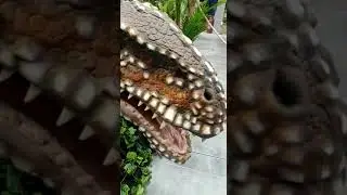 Динозавр, как настоящий!