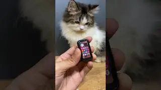 Hp mini kaporit mainan anabul versi babu 🙀 #kucinglucu #cat #catlover #kitten