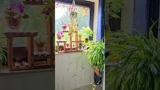 Лучи солнца на комнатных растениях#flowers #garden #top #tranding #