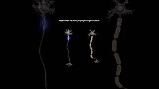 "Speed demons of the nervous system!