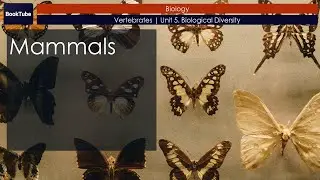 Mammals | Vertebrates | Unit 5. Biological Diversity