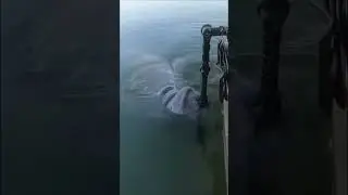 Curious creatures of the water 