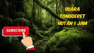 RELAKSASI SUARA TONGGERET HUTAN II 1 JAM