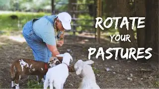 Brookhaven Mill Farm HONORS animals and land with Rotational Grazing