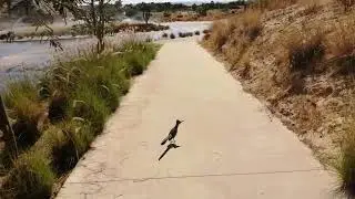 Road Runner